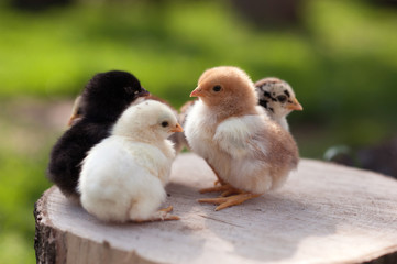 Baby chicks are standing on the log on nature background