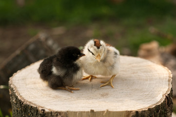 Couple of baby chicks stand on the log on nature background