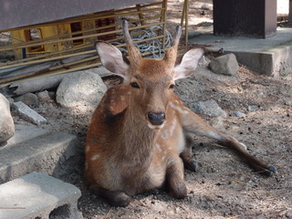 鹿