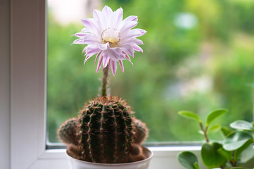 A bright pink tender echinopsis spiky cactus flower and green thorny spiky plant in a pot