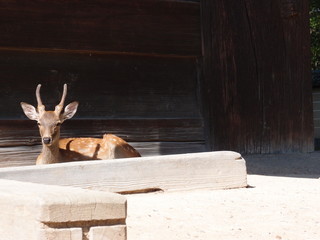 鹿
