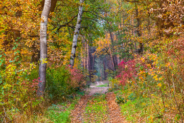 quiet beautiful autumn red dry forest