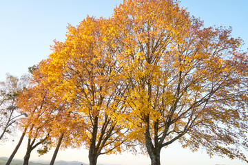 Von der Sonne angestrahlte, orange leuchtende Blätter auf Laubbäumen