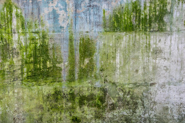 Texture of old concrete wall covered with green moss