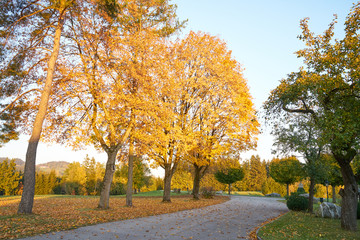 Fototapeta premium Von der Sonne angestrahlte, orange leuchtende Blätter auf Laubbäumen