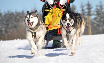Huskys in Aktion