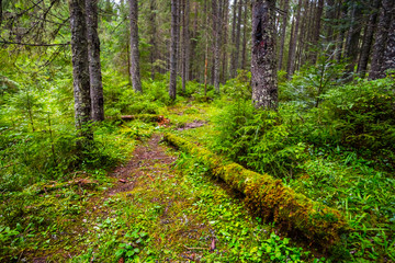 beautiful wet fir tree forest in a green moss