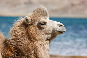 Close up of camel (Lake Karakul, Karakorum Highway, Xinjiang, China)