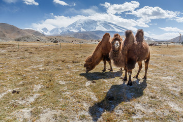 Camels grazing in front of Mount Muztagh Ata (Karakorum Highway, Xinjiang, China)