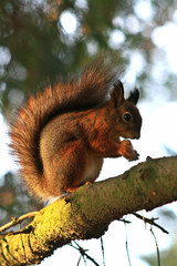 Fox squirrel eating nuts on the branch, close-up