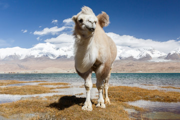 Camel approaching (Lake Karakul, Karakorum Highway, Xinjiang, China)