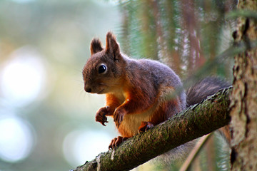 Fox squirrel eating nuts on the branch, close-up