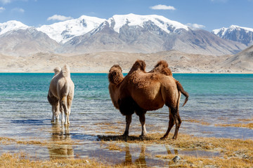 Two camels drinking water at Lake Karakul (Karakorum Highway, Xinjiang, China). Along the Karakorum...