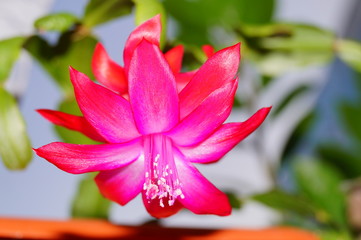 red flower