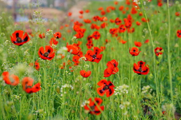 field of red poppies