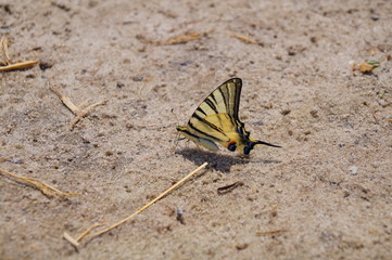 butterfly
