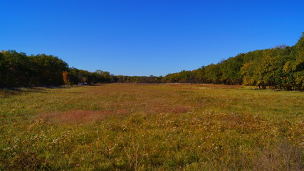 field in the forest
