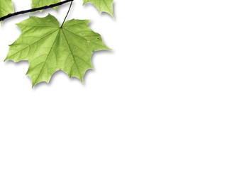 Green maple leaf on a white piece of paper