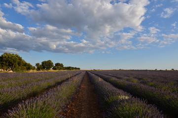 Fototapeta na wymiar Infinite Rows Of Lavender With A Sky With Precious Clouds In A Brihuega Meadow. Nature, Plants, Odors, Landscapes. September 8, 2018. Brihuega, Guadalajara, Castilla La Mancha.