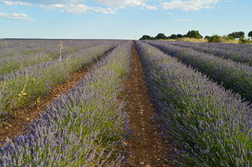 Fototapeta na wymiar Infinite Rows Of Lavender In A Brihuega Meadow. Nature, Plants, Odors, Landscapes. September 8, 2018. Brihuega, Guadalajara, Castilla La Mancha.
