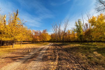 Fototapeta premium dirt road runs through the autumn forest