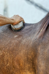 Spazzolare il cavallo
