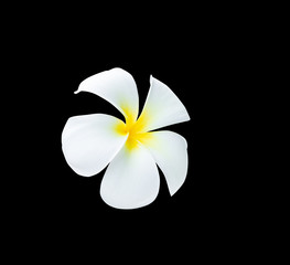 Plumeria flower yellow isolated on black background and clipping path ( Common name pocynaceae, Frangipani , Pagoda tree, Temple tree )