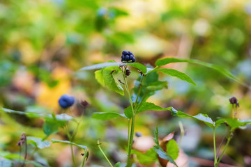 Berries wild blackberries