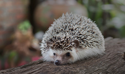 porcupine, young hedgehog on timber