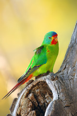 The swift parrot (Lathamus discolor) sitting in the hollow trunk with a yellow background. Green...