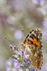 Butterfly on flower