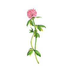 Pink clover flower isolated n white background. Hand drawn watercolor illustration.