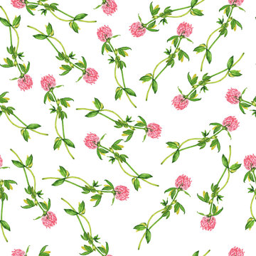 Seamless pattern with pink clover flowers on white background. Hand drawn watercolor illustration.
