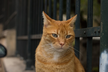 red sad cat looking side ways