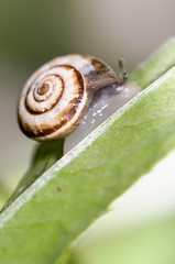 Snail