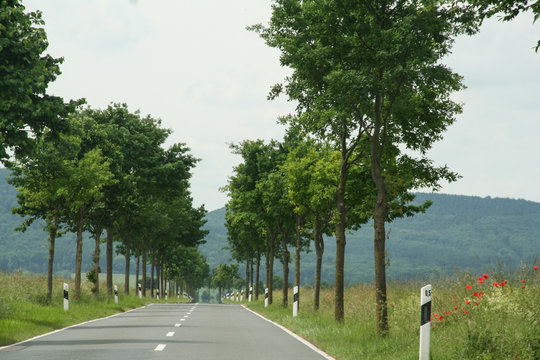Landstra&szlig;e umz&auml;unt von einer Allee die in den Horizont verl&auml;uft, am Rand Monblumen