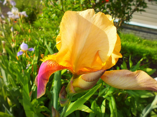 iris flower, spring flower, garden