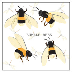 Honey bee set. Vector. Set of honey and bee