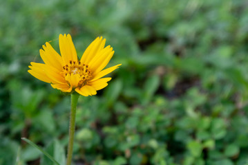 yellow flower on green background. Blurred Background.