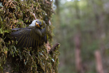 Rifleman bird on a tree in the Abel Tasman National Park, New Zealand