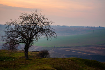 A solitary, bare tree silhouetted against a serene sunset over rolling green hills and distant fields, creating a peaceful, autumnal landscape with a hazy sky and textured terrain