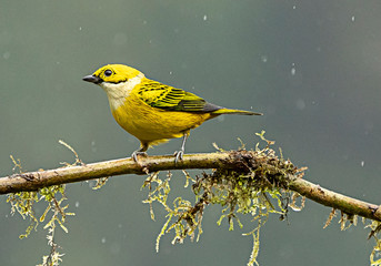 Obraz premium Silver throat Tanager