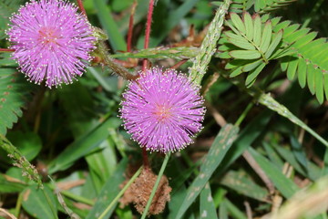 wild flower in Vietnam