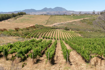 Fototapeta na wymiar The Waterkloof Wine Estate in Somerset West, Western Cape, South Africa. A view of the Hottenttot Mountains.