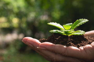 closeup hand of person holding abundance soil with young plant in hand   for agriculture or planting peach nature concept.