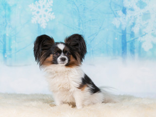 Papillon dog portrait. Image taken in a studio.