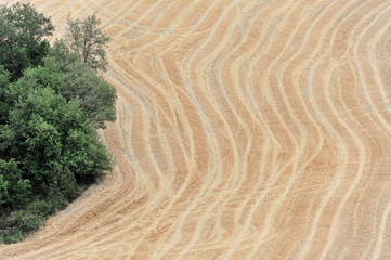 Abgeerntete Weizenfelder, Landschaft südlich von Pienza, Toskana, Italien, Europa,...