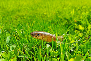 A slow worm crawling in green grass. Anguis fragilis on a grassy garden. Protected animals in the Czech Republic.
