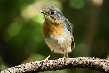European robin