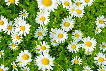 Beautiful blooming marguerite on a green meadow at sunrise. Daisies in green grass in the park. Colorful spring meadow flowers lit by the sun.
